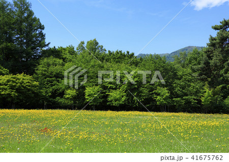 北海道　富良野市　草原と森 41675762