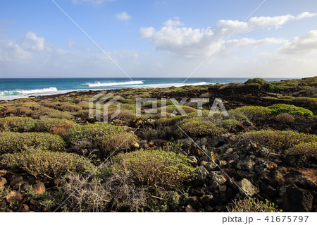 Coast of island Lanzarote, nature background 41675797