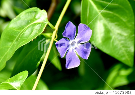 三鷹中原に咲くツルニチニチソウ 41675902