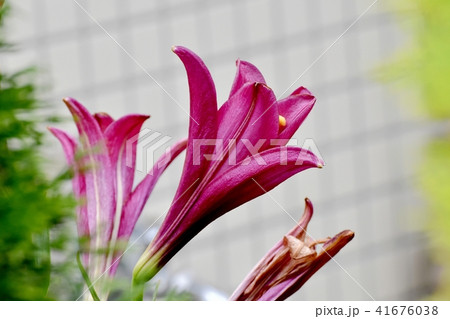 三鷹中原に咲くスカシユリ 41676038