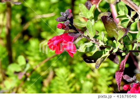 三鷹中原に咲くサルビアミクロフィラ 三鷹中原に咲くサルビアミクロフィラ 41676040