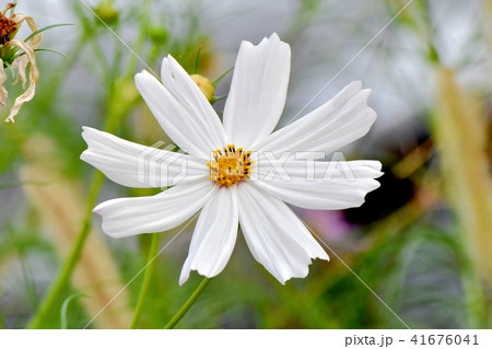 三鷹中原に咲くコスモス 三鷹中原に咲くコスモス 41676041