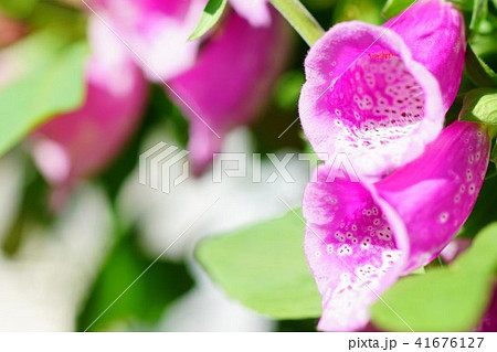 ジキタリス 41676127