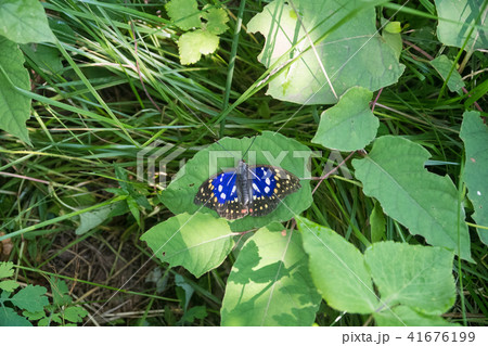 オオムラサキ　オス　オオムラサキセンター 41676199