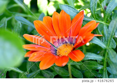 三鷹中原に咲くオレンジのガザニアの写真素材