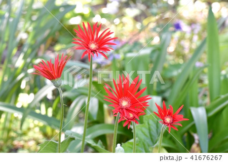 三鷹中原に咲く赤いガーベラ 三鷹中原に咲く赤いガーベラ 41676267