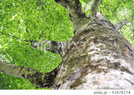白神山地 初夏の日差しとマザーツリーの写真素材