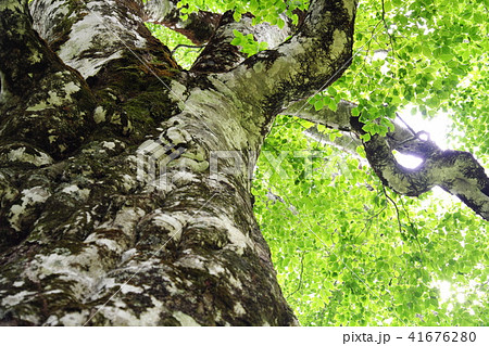 白神山地　初夏の日差しとマザーツリー 41676280