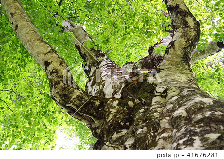 白神山地 初夏の日差しとマザーツリーの写真素材