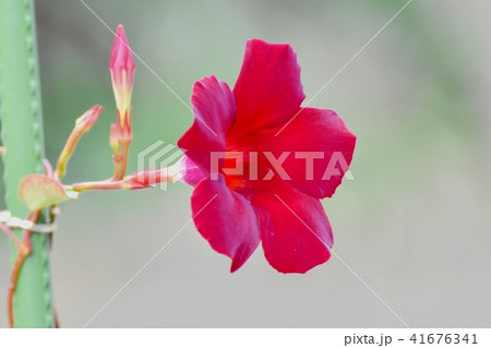 三鷹中原に咲くサンパラソル（マンデビラ） 41676341