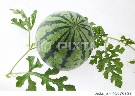 すいか 夏 すいか 夏 41676358