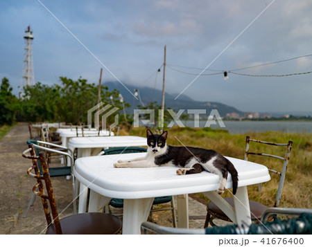 猫 ねこ ネコ 41676400
