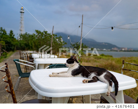 猫 ねこ ネコ 41676401