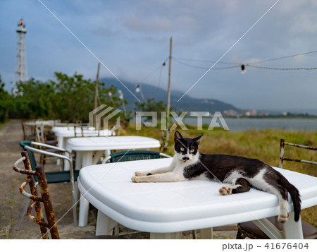 猫 ねこ ネコ 41676404