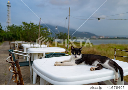 猫 ねこ ネコ 41676405