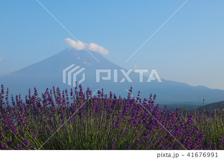 富士山とラベンダー畑　大石公園 41676991