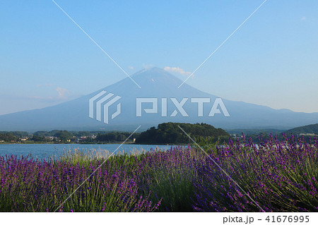 富士山とラベンダー畑 大石公園 富士山とラベンダー畑 大石公園 41676995