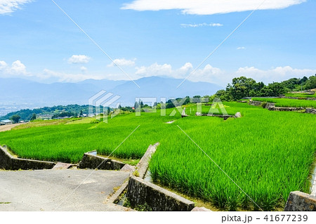 田園風景 (7月) 田園風景 (7月) 41677239