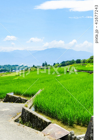 田園風景 （７月） 41677243