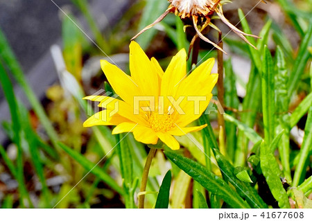 三鷹中原に咲くガザニア 41677608