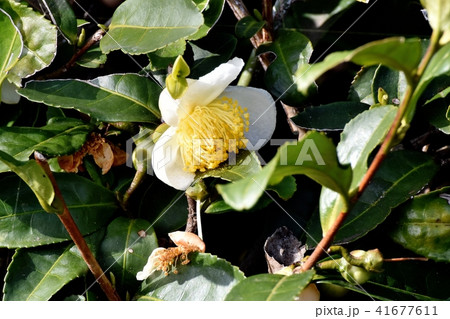 三鷹中原に咲く白いチャノキの花 41677611