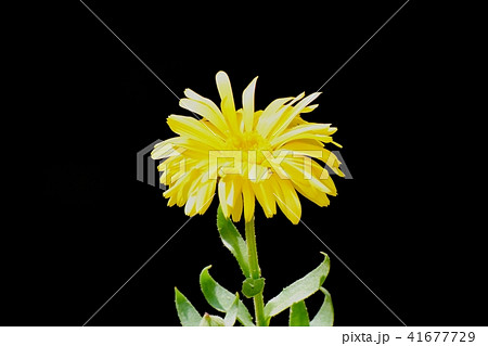 三鷹仙川公園に咲くキンセンカ 41677729