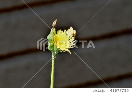 三鷹中原に咲くノゲシ 41677730