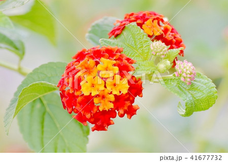 三鷹中原に咲くランタナ 41677732
