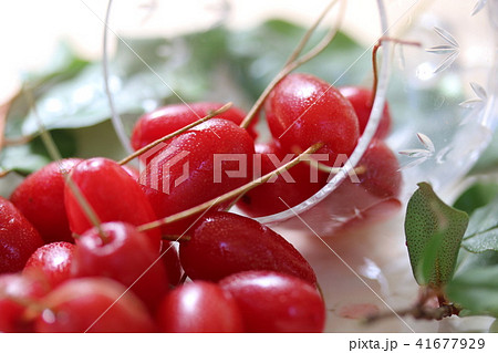 グミの実 41677929