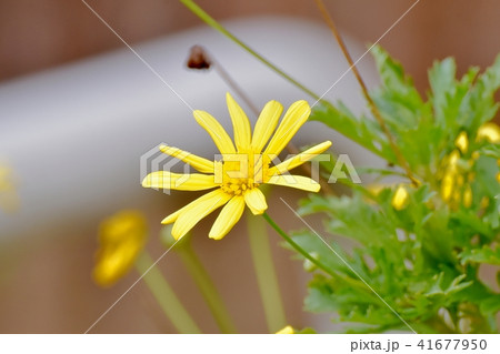 三鷹中原に咲くコレオプシス 41677950