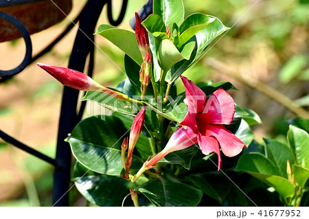 三鷹中原に咲くサンパラソル(マンデビラ) 41677952