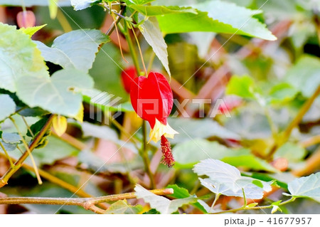 三鷹中原に咲くチロリアンランプ 41677957