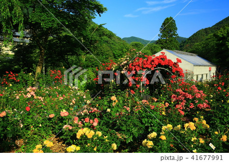 花巻温泉 バラ園 花巻温泉 バラ園 41677991