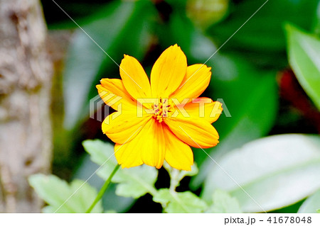 三鷹中原に咲くキバナコスモス 41678048