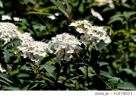 三鷹中原に咲くコデマリ 41678051