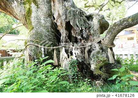 伊予国一之宮 大山祇神社 伊予国一之宮 大山祇神社 41678126