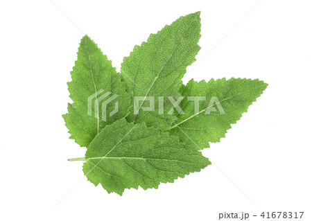 Sage leaves or Salvia officinalis isolated on white background 41678317