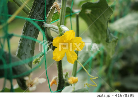 キュウリの花 41678399