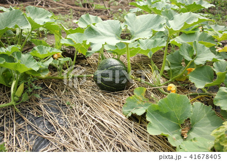 カボチャの栽培の写真素材