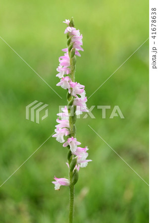 ネジバナ 41678638