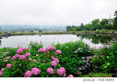 恋し野の里あじさい園 41678844