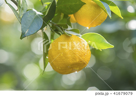 柚子 柚子 41679079