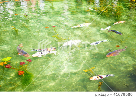モネの池 41679680