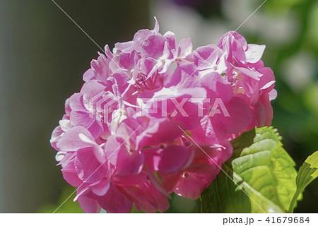 紫陽花 41679684