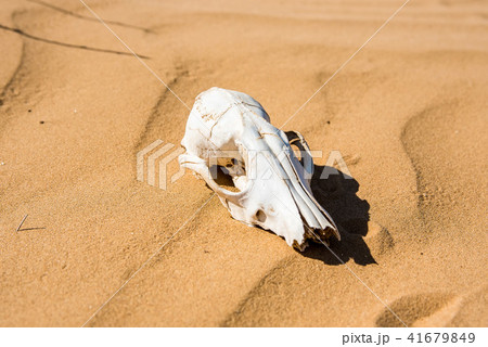 Sheep skull in sand close Sheep skull in sand close 41679849