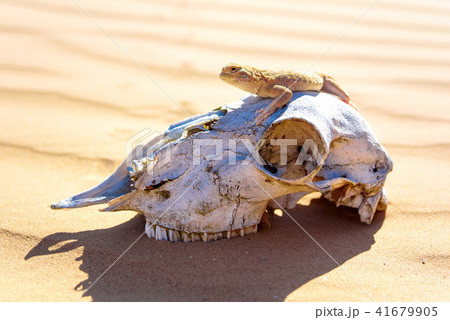 Spotted toad-headed Agama on sheep's skull 41679905