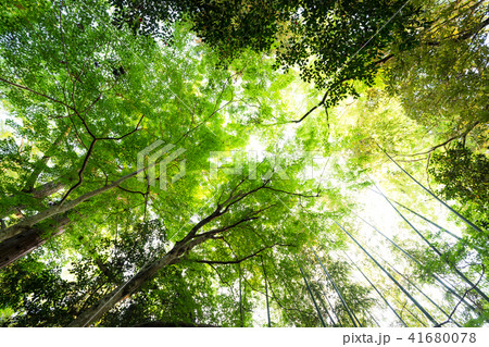 森林 森林 41680078