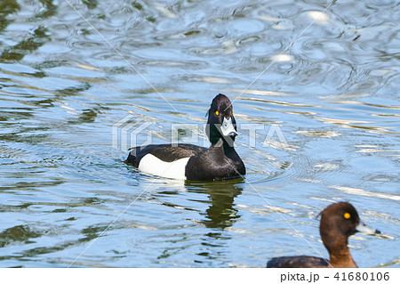 キンクロハジロの雄 41680106