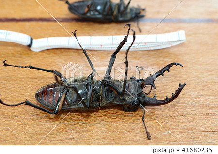 クワガタ クワガタ 41680235
