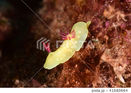 ラボウトウミウシ 41680664